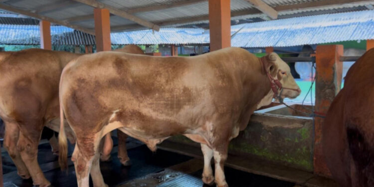Kementan Pastikan Stok Hewan Kurban Aman dan Sehat