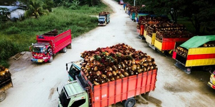 Harga TBS Petani Mitra Swadaya Riau Kembali Naik