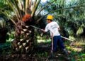 Harga TBS Sawit Petani Mitra Plasma Riau turun