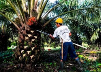Harga TBS Sawit Petani Mitra Plasma Riau turun