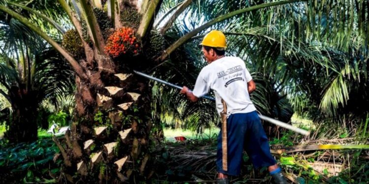 Harga TBS Sawit Petani Mitra Plasma Riau turun