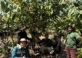 Kementan Lakukan Penetapan Kebun Sumber Benih Kakao