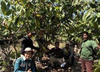 Kementan Lakukan Penetapan Kebun Sumber Benih Kakao