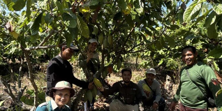 Kementan Lakukan Penetapan Kebun Sumber Benih Kakao