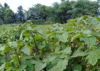 Kemenperin Terus Pacu Hilirisasi Minyak Atsiri