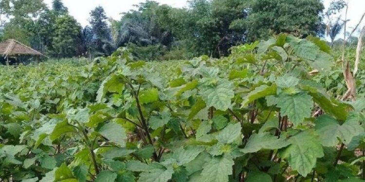 Kemenperin Terus Pacu Hilirisasi Minyak Atsiri