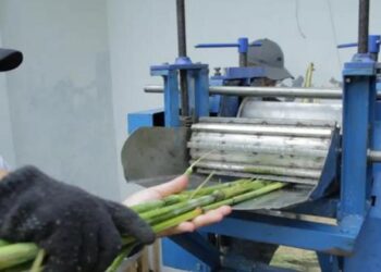BRIN Kembangkan Mesin Pengolahan Gula dari Sorgum