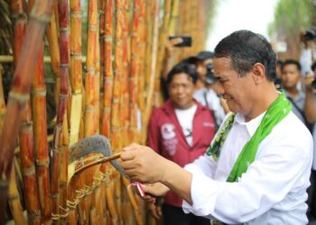 KUR Berikan Kemudahan Signifikan bagi Petani Tebu
