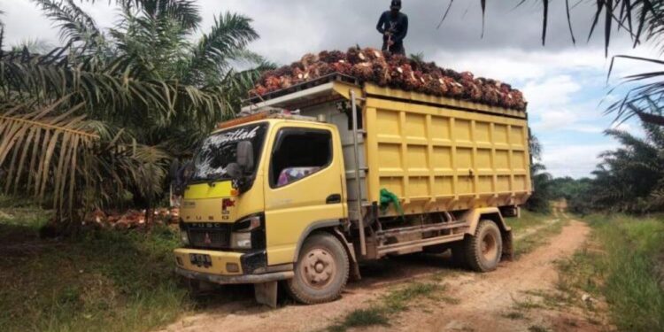 Harga TBS Sawit Sumut Naik Tipis