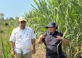 Kementan Siapkan Benih Tebu Unggul Untuk Pacu Produksi