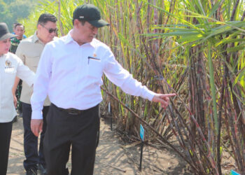 Pupuk ZA Subsidi Kini Tersedia untuk Petani Tebu