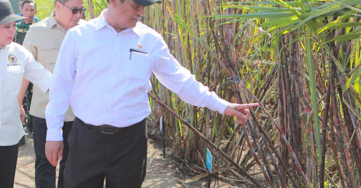 Pupuk ZA Subsidi Kini Tersedia untuk Petani Tebu