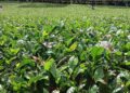 Petani Teh Enggan Manfaatkan KUR, Begini Sebabnya