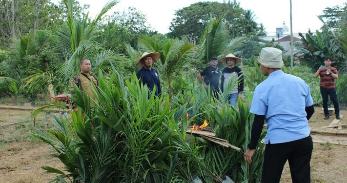 Disbun Kaltim Musnahkan Puluhan Ribu Benih sawit ilegal