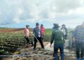 Pemerintah Percepat Rehabilitasi Jaringan Irigasi Pertanian