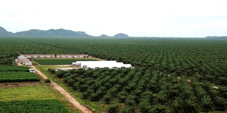 Produksi CPO Meningkat Laba Cisadane Raya Melonjak