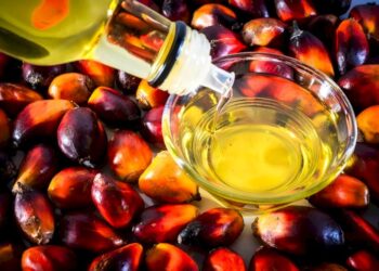 Riset Wageningen University Ungkap Sawit Ungguli Kedelai dan Rapeseed