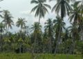 Riau Perkuat Sektor Perkebunan Kelapa Dorong Hilirisasi