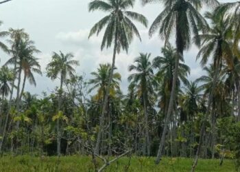 Riau Perkuat Sektor Perkebunan Kelapa Dorong Hilirisasi