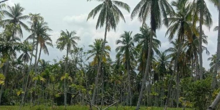 Riau Perkuat Sektor Perkebunan Kelapa Dorong Hilirisasi