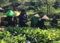 Kunjungan Kerja Anggota DPD RI Alfansyah "Komeng" Bustami di Perkebunan Teh Rakyat di Ciwidey, Jawa Barat