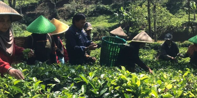 Kunjungan Kerja Anggota DPD RI Alfansyah "Komeng" Bustami di Perkebunan Teh Rakyat di Ciwidey, Jawa Barat