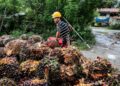 Harga TBS Petani Mitra Swadaya Riau Turun Sedikit