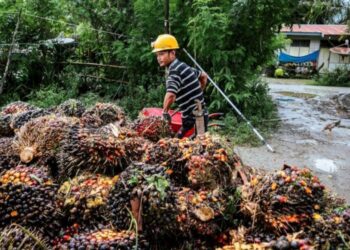 Harga TBS Petani Mitra Swadaya Riau Turun Sedikit