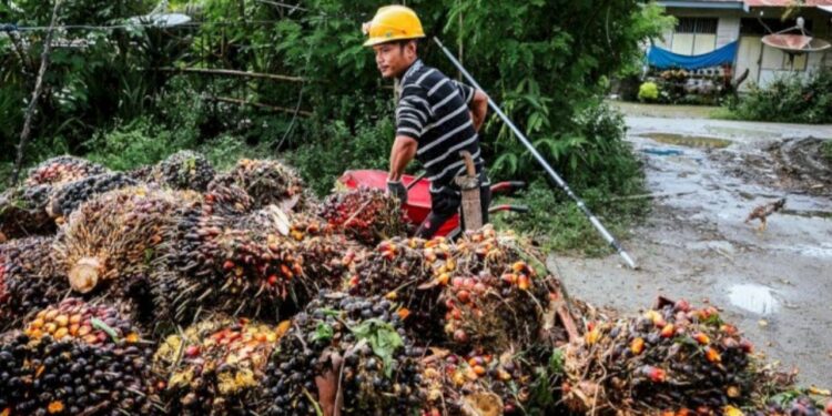 Harga TBS Petani Mitra Swadaya Riau Turun Sedikit