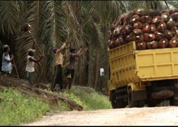 Produksi TBS Lonsum Semester I 2025 Turun Dua Persen