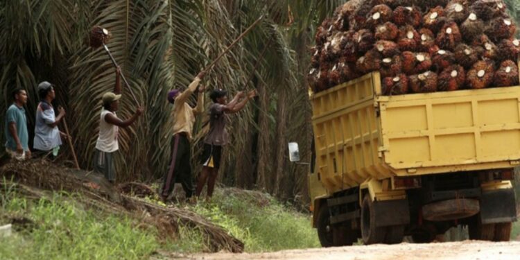 Produksi TBS Lonsum Semester I 2025 Turun Dua Persen