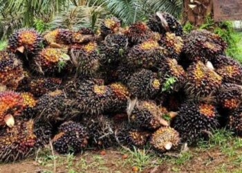 Harga TBS Sawit di Kaltim Naik