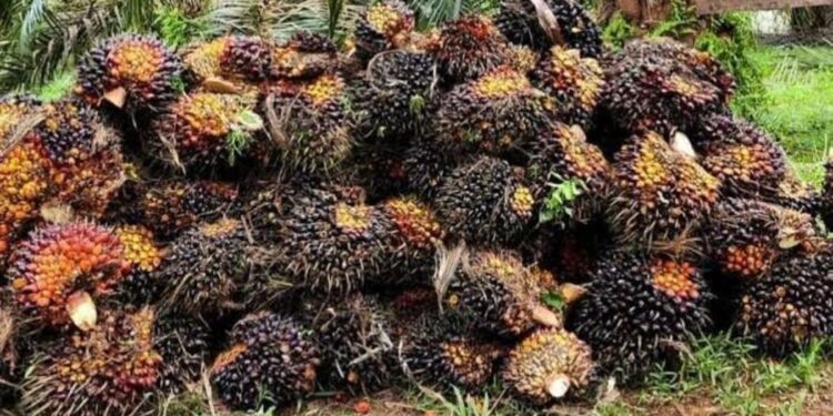 Harga TBS Sawit di Kaltim Naik