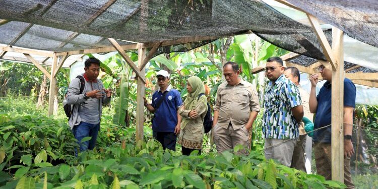 BPDP Gelar Koordinasi Program Peremajaan Kakao Rakyat (PAKAR)