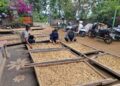 Delegasi Jepang Tinjau Pascapanen Kopi dan Pala Terkait Residu