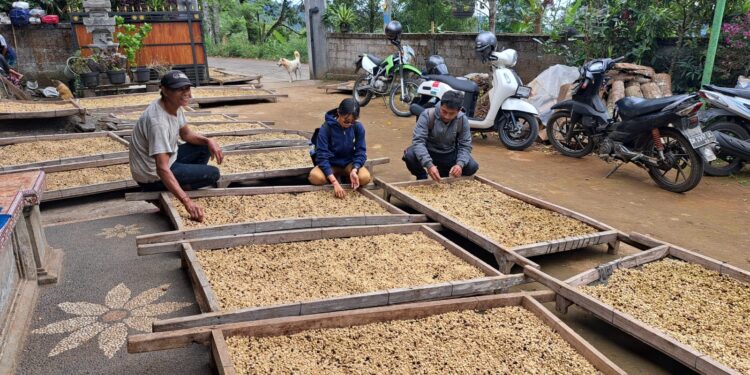 Delegasi Jepang Tinjau Pascapanen Kopi dan Pala Terkait Residu