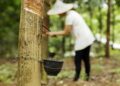 BRIN Kembangkan Inovasi Selulosa dan Material Berbasis Karet Alam