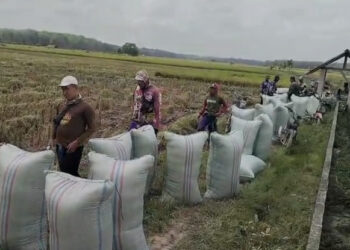 Produksi Beras