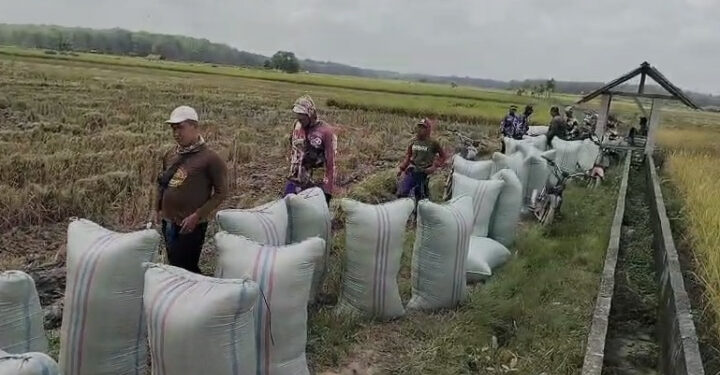 Produksi Beras