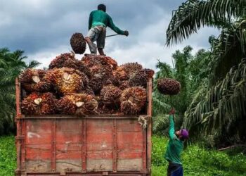 Harga TBS Petani Mitra Swadaya Riau Terus Anjlok