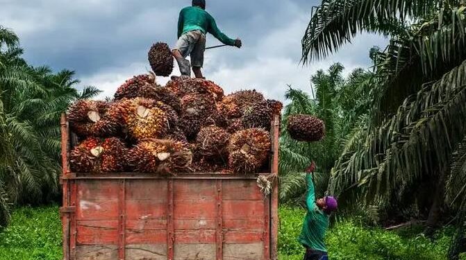 Harga TBS Petani Mitra Swadaya Riau Terus Anjlok