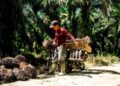 Harga TBS Sawit Petani Mitra Plasma Riau anjlok