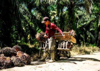 Harga TBS Sawit Petani Mitra Plasma Riau anjlok