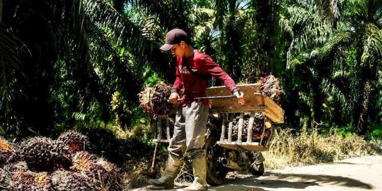 Harga TBS Sawit Petani Mitra Plasma Riau anjlok