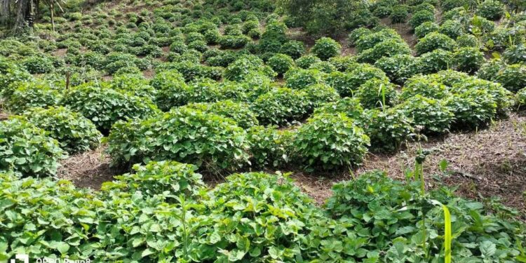 Indonesia Mesti Perluas Akses Pasar Minyak Nilam