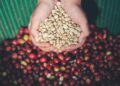 Kementan Terus Dorong Hilirisasi Perkebunan