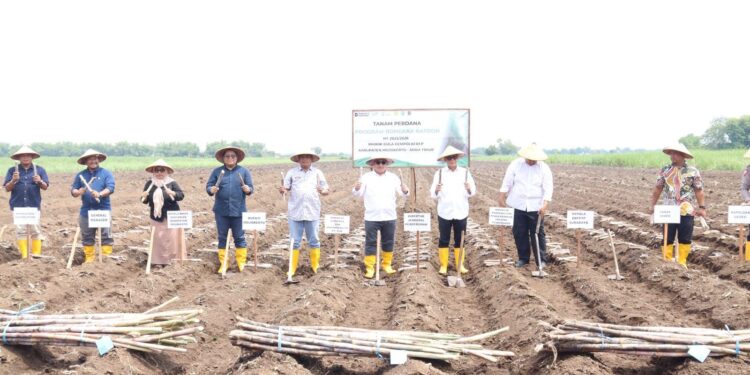 Kementan Percepat Wujudkan Swasembada Gula melalui Bongkar Ratoon