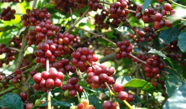 Ekspor Kopi Arabika Bajawa ke Thailand Tembus Rp1,56 Miliar