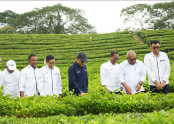Produksi Teh PalmCo September Capai 10.325 Ton