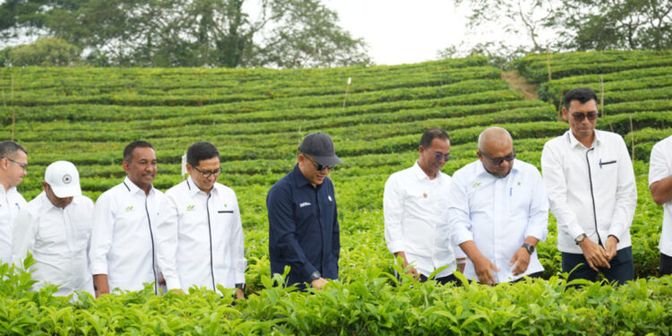 Produksi Teh PalmCo September Capai 10.325 Ton